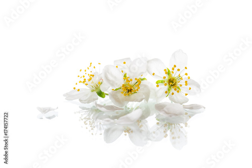 Fototapeta Naklejka Na Ścianę i Meble -  blooming beautiful white flower isolated