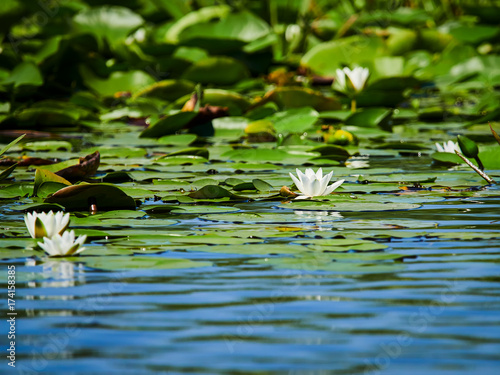 Water lily in the Danube delta, Tulcea, Romania 