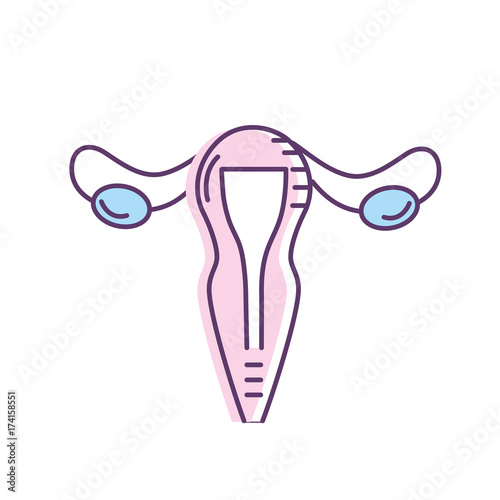 uterus fallopian tubes anatomy female