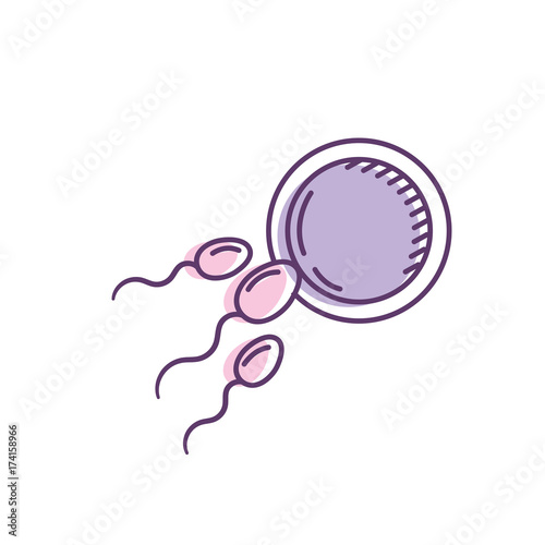 fertility reproduction of ovum and spermatozoon