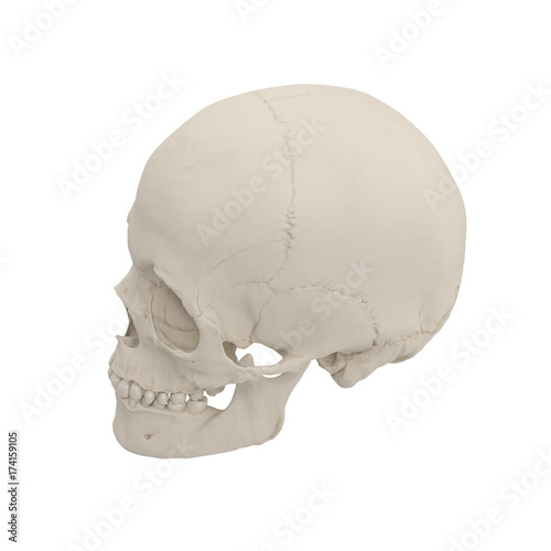 Anatomically correct medical model of the female human skull on white. 3D illustration