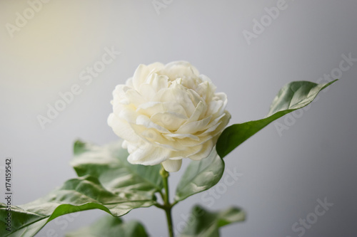 White flower have soft petals , Jasminum sambac in scientific name and space for text. - Tropical Asia flower.