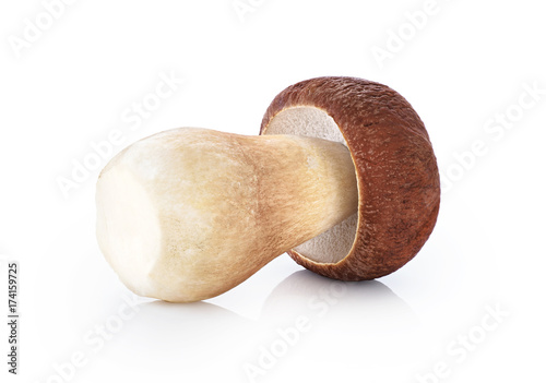 Boletus edulis (king bolete) isolated on white background. photo