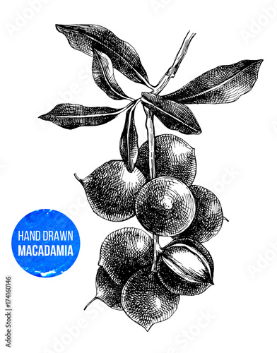 Hand drawn macadamia tree branch