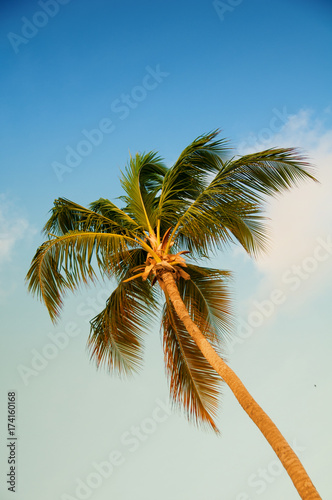 Palm tree with coconuts against the blue sky