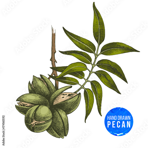Hand drawn pecan nuts