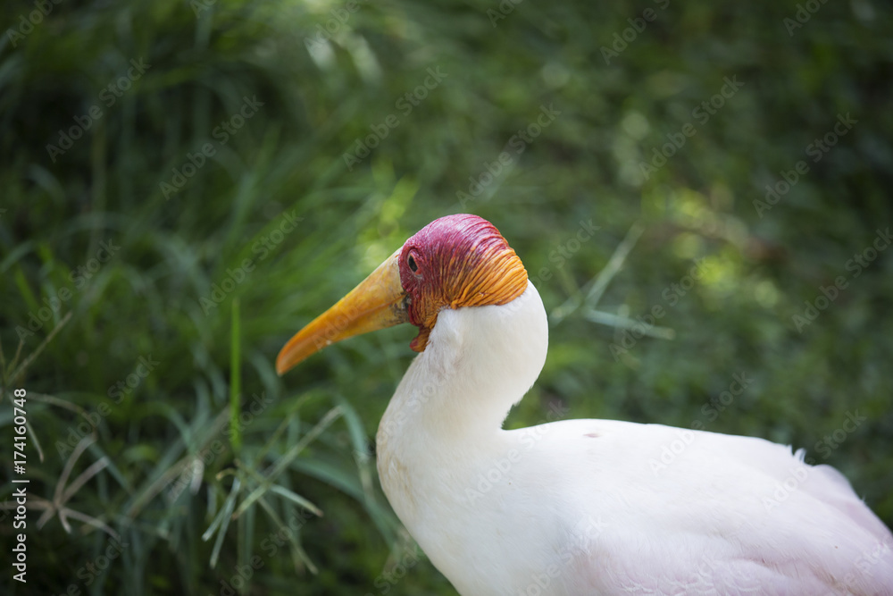 Obraz premium red and orange head 