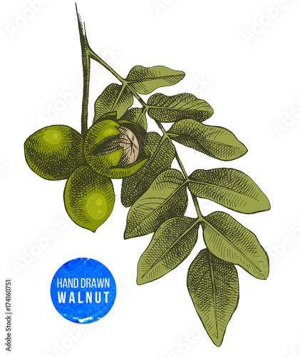 Hand drawn branch of walnut