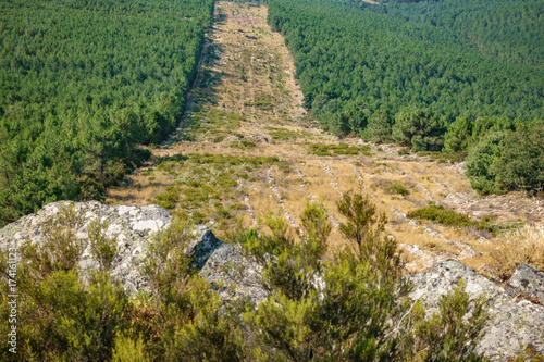 Canvas-taulu Huge firebreak and pine tree forest