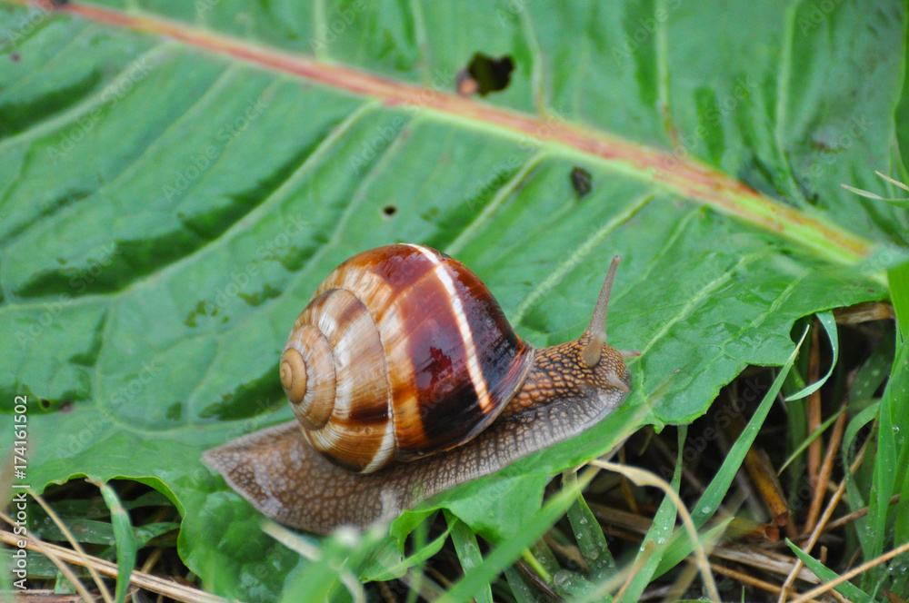 Snail crawling on green leaf in garden on rain. Snail in the natural wetland habitats Snail crawling on green leaf in garden on rain. Snail in the natural wetland habitats