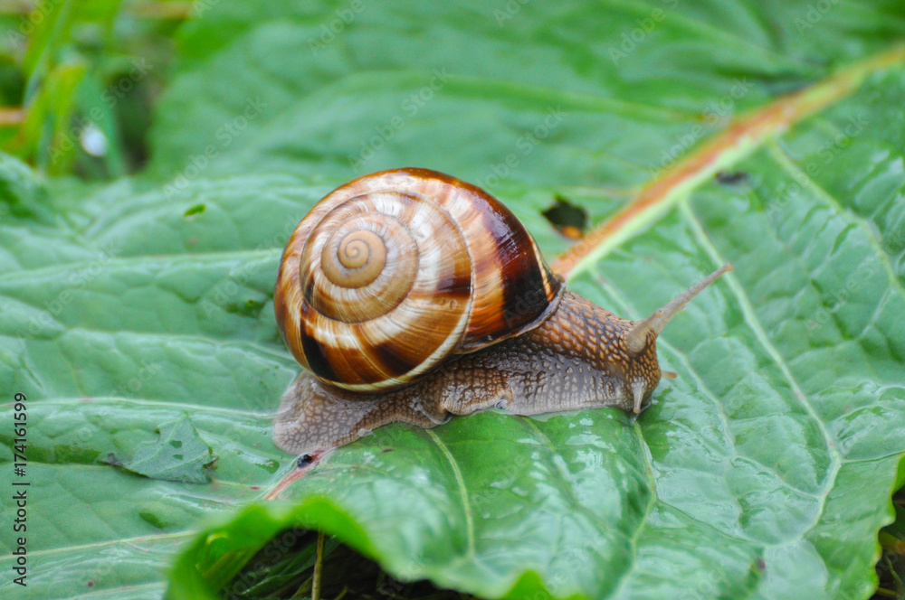 Snail crawling on green leaf in garden on rain. Snail in the natural wetland habitats Snail crawling on green leaf in garden on rain. Snail in the natural wetland habitats