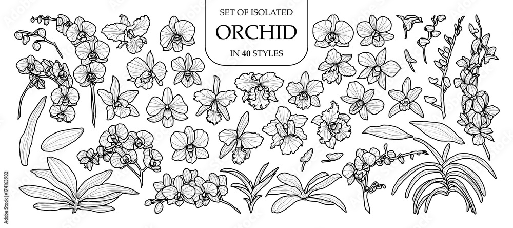 Set of isolated orchid in 40 styles. Cute hand drawn vector illustration in black outline and white plane. - obrazy, fototapety, plakaty 