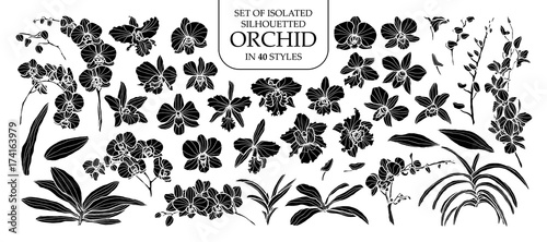 Fotografia Set of isolated silhouette orchid in 40 styles