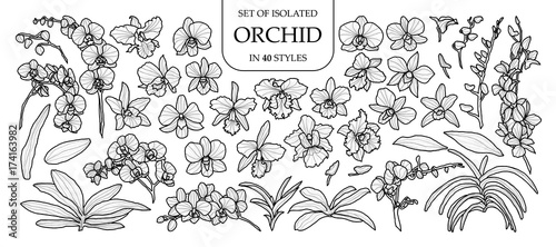Set of isolated orchid in 40 styles. Cute hand drawn vector illustration in black outline and white plane.