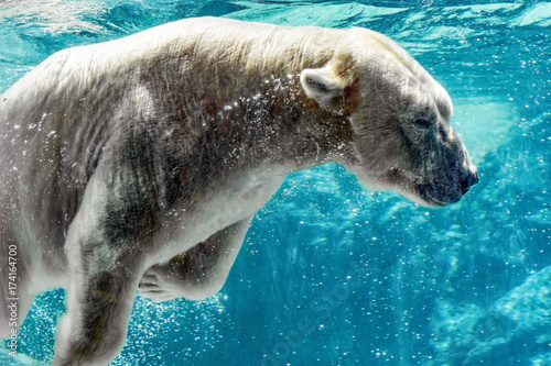 Polar bear underwater