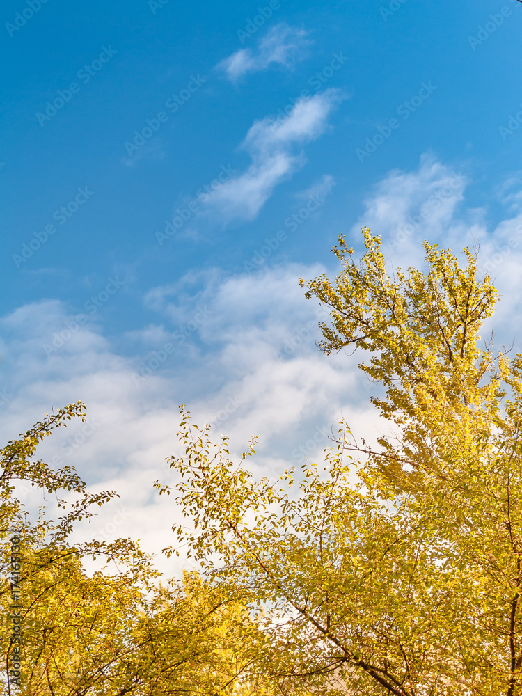 Golden yellow trees in a public park in the fall with a blue sky.