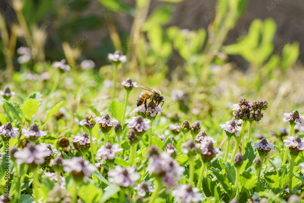 Close up shot of purple wild flower blossom with a busy bee Close up shot of purple wild flower blossom with a busy bee