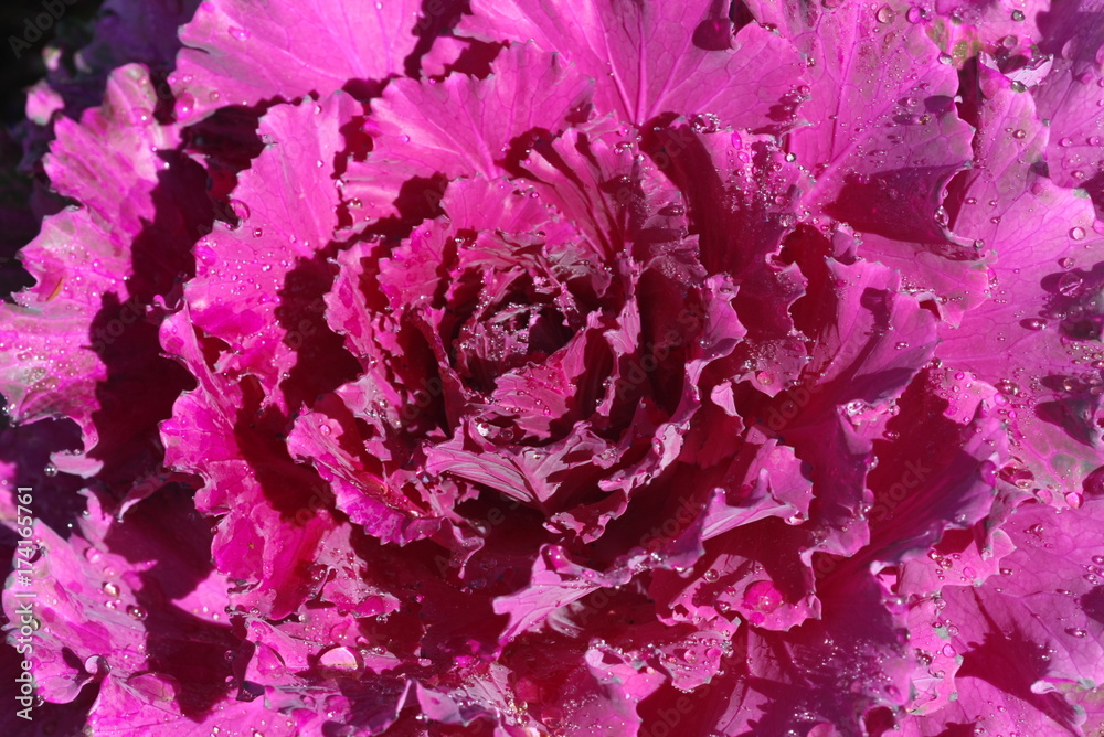 Obraz premium Background cabbage of the flower 