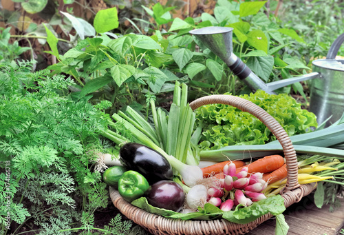 fresh vegetables in basket in a garden 