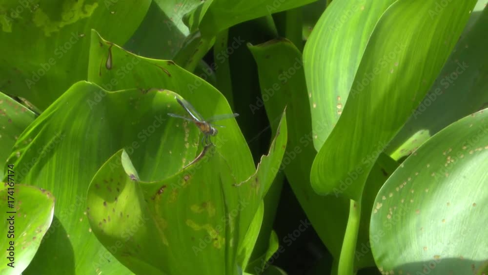 dragonfly on water hyacinth leaf dragonfly on water hyacinth leaf