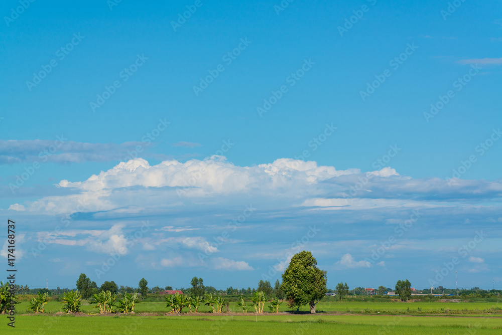 Rice field green grass blue sky cloud cloudy landscape background. Rice field green grass blue sky cloud cloudy landscape background.