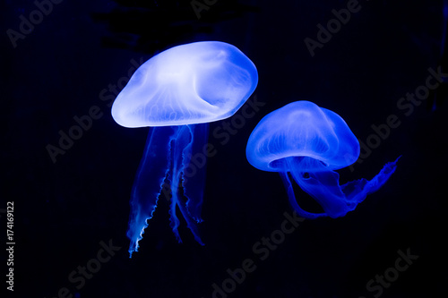 jellyfish on the sea