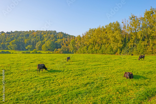 Cows in a meadow with trees in sunlight at fall © Naj