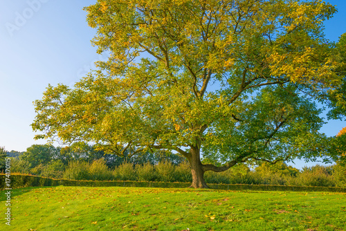 Fototapeta Naklejka Na Ścianę i Meble -  Tree in autumn colors in a meadow in sunlight at fall
