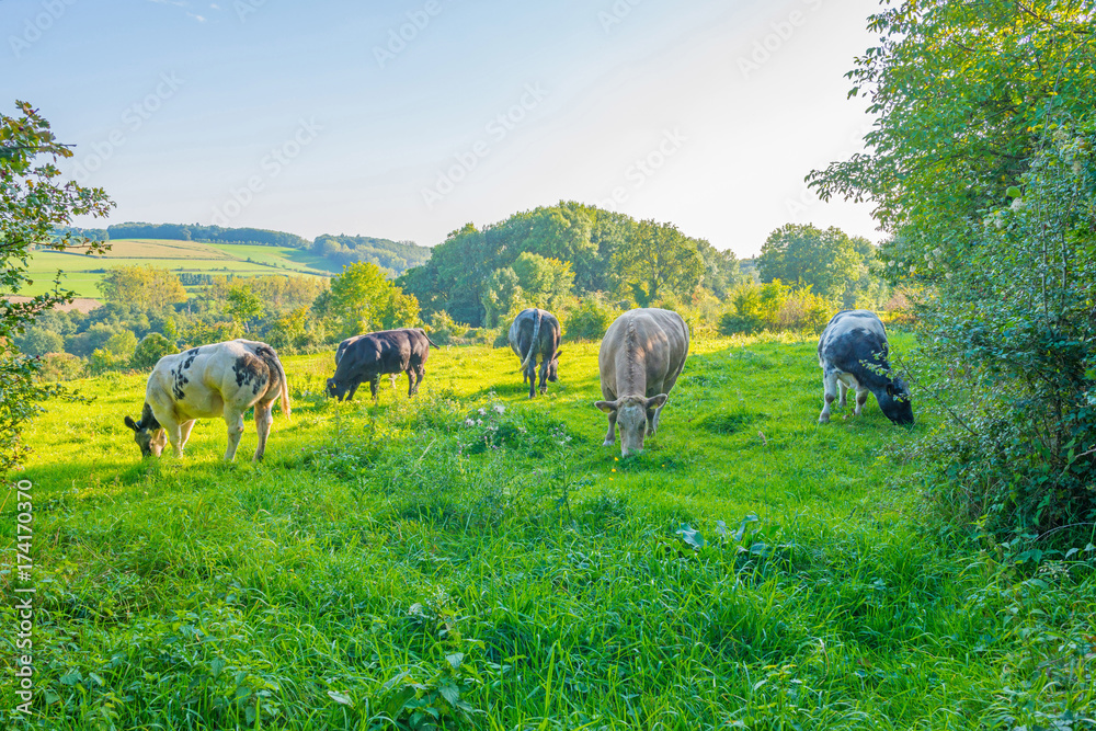 Fototapeta premium Cows in a meadow with trees in sunlight at fall