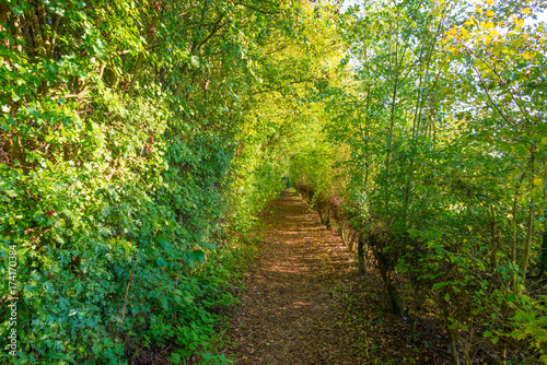 Path through a forest in autumn colors in sunlight at fall