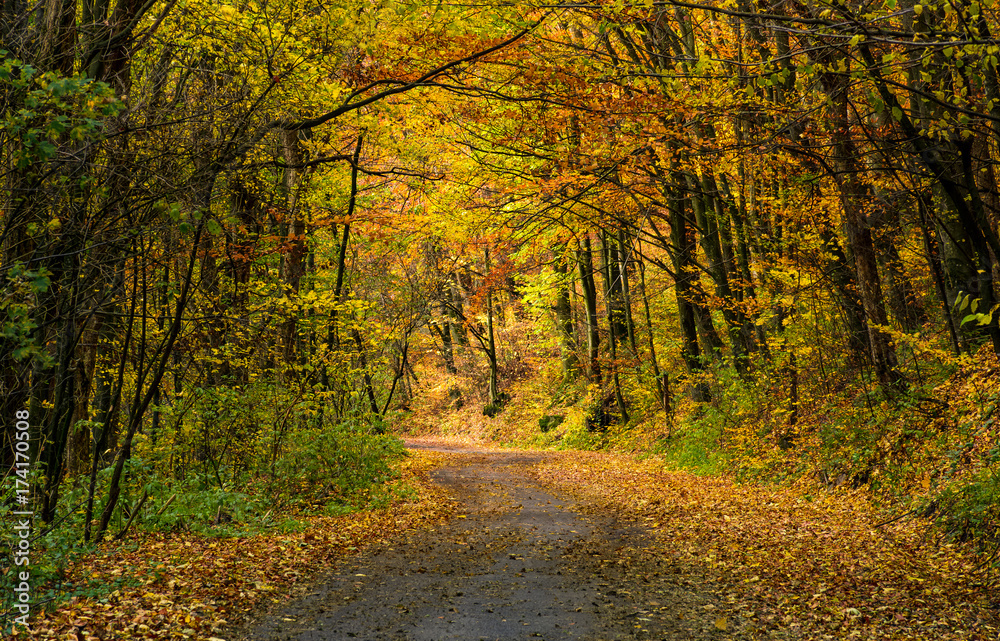 Obraz premium winding road through dark autumn forest. beautiful nature scenery with lots of colorful foliage on hillside