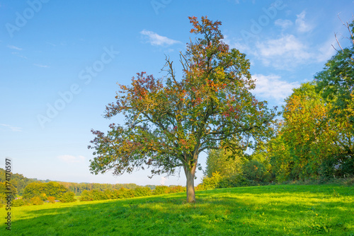 Tree in autumn colors in a meadow in sunlight at fall © Naj