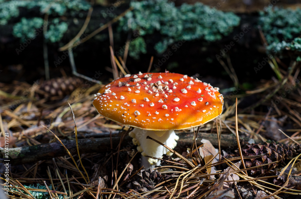 Amanita mushroom Amanita mushroom