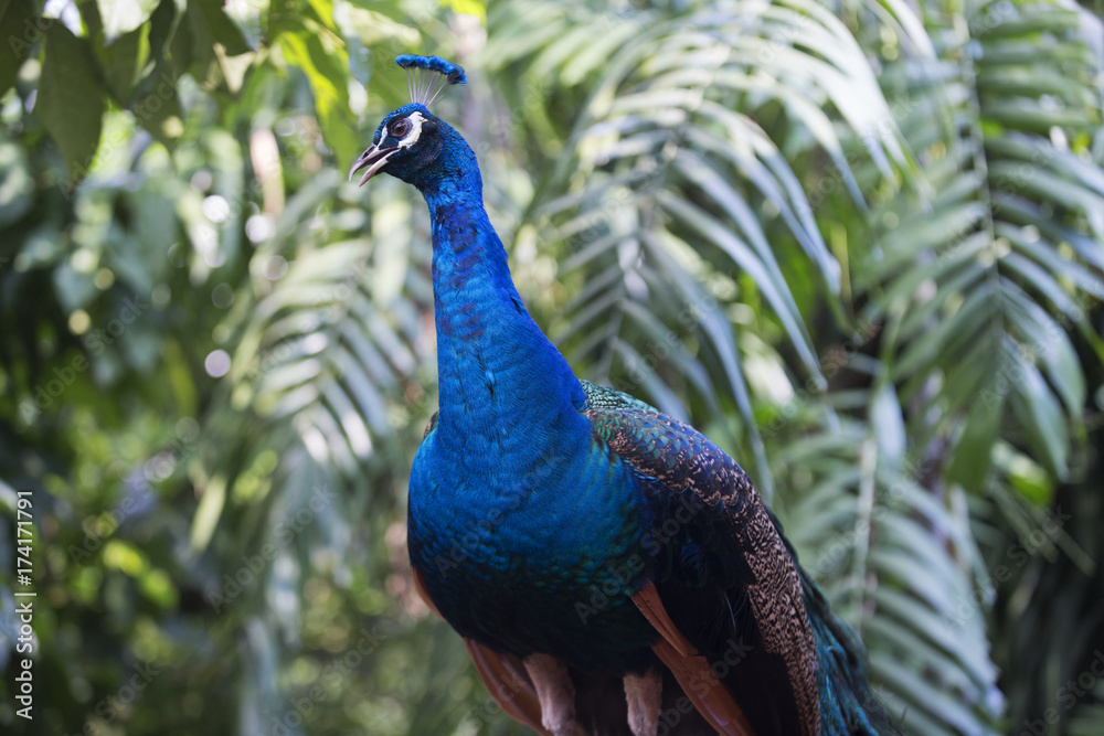 Obraz premium peacock 13