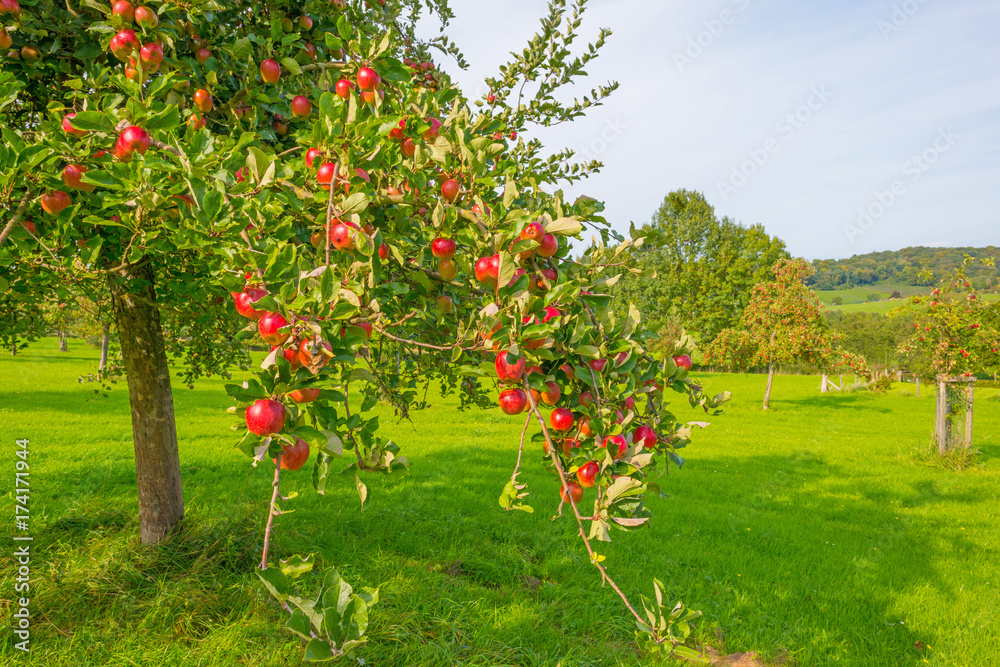 Fototapeta premium Drzewa owocowe w sadzie w słońcu jesienią
