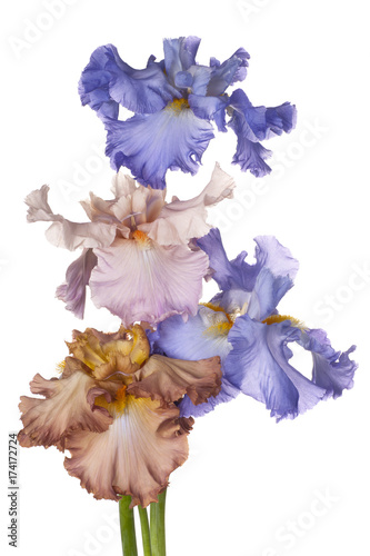 Fototapeta Naklejka Na Ścianę i Meble -  iris flowers isolated
