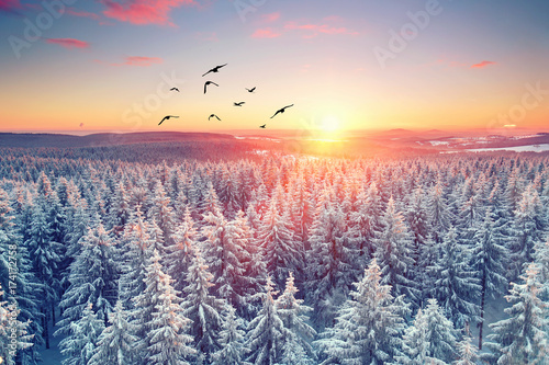 Winterwald - romantischer kalter Abend