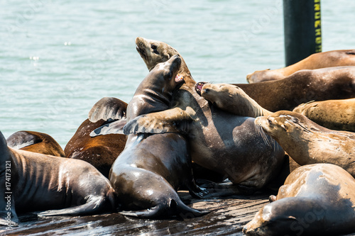 lazy sea lions at san francisco pier 39, california