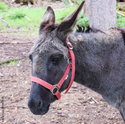 Sad donkey, portrait