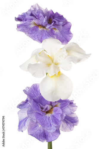 Fototapeta Naklejka Na Ścianę i Meble -  iris flowers isolated