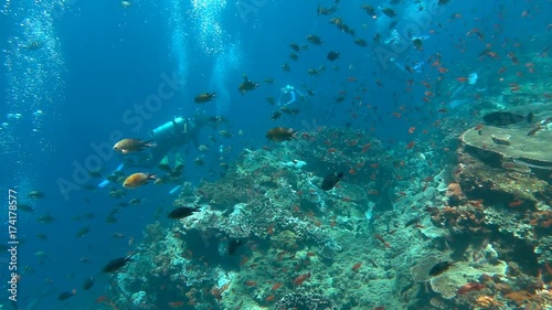 Wallpaper Mural People diving under the water and looking at the coral reef and fishes, slow motion shot at 240fps, steadycam shot 
 Torontodigital.ca