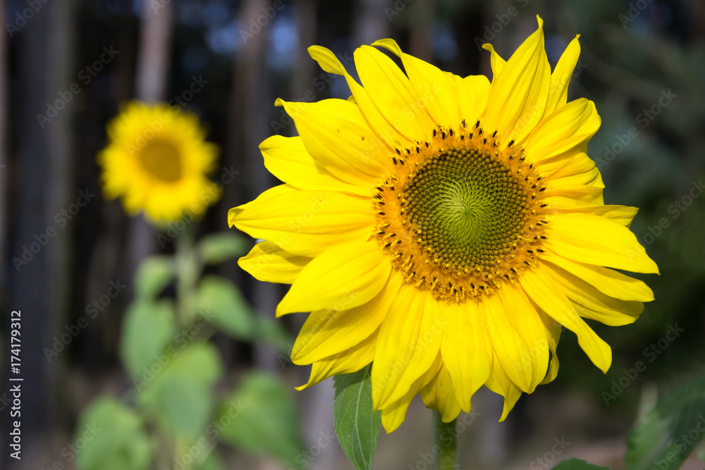 Obraz premium Sunflower closeup with second sunflower in the background