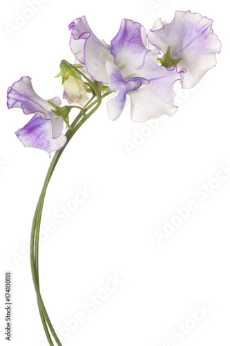 sweet pea flower isolated