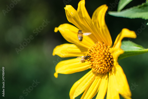 yellow flower with bees