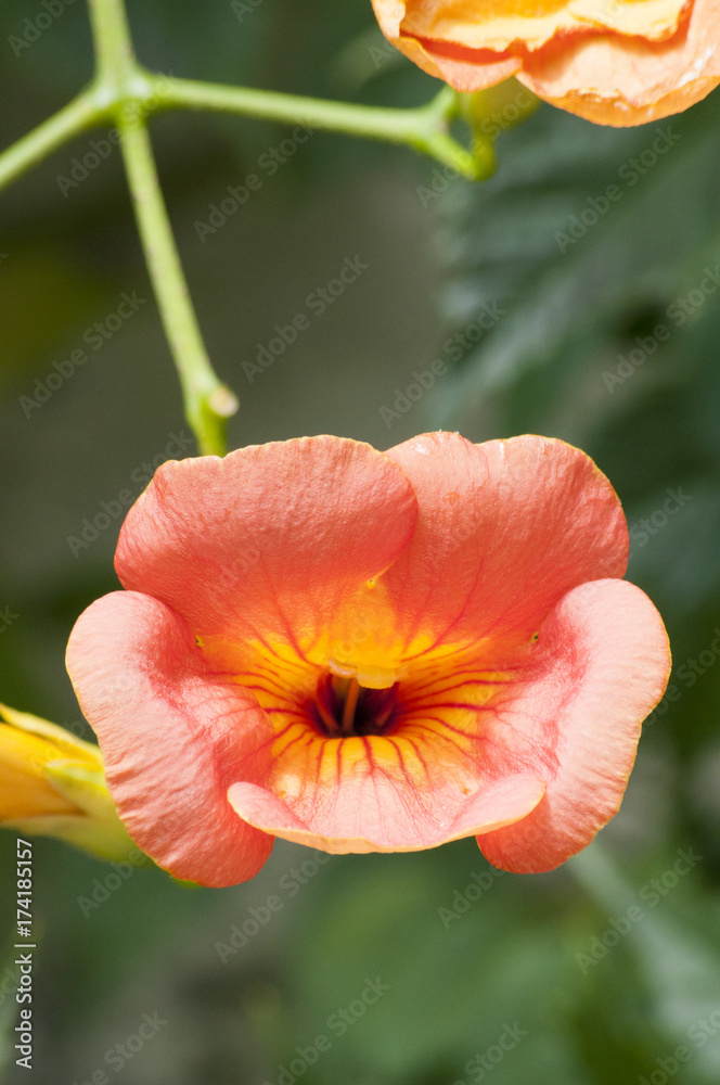 Fototapeta premium Blüten