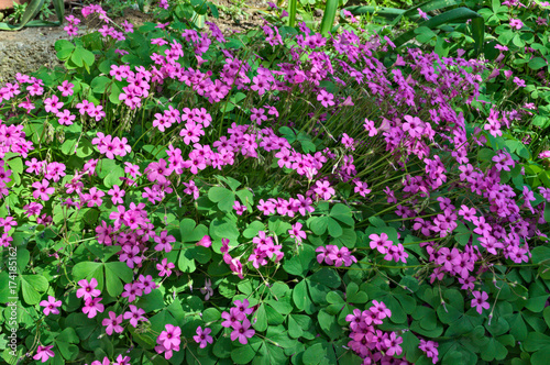 Small purple flowers in garden on spring sun