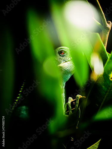 Green iguana on tree branch in the zoo, Vienna, Austria.