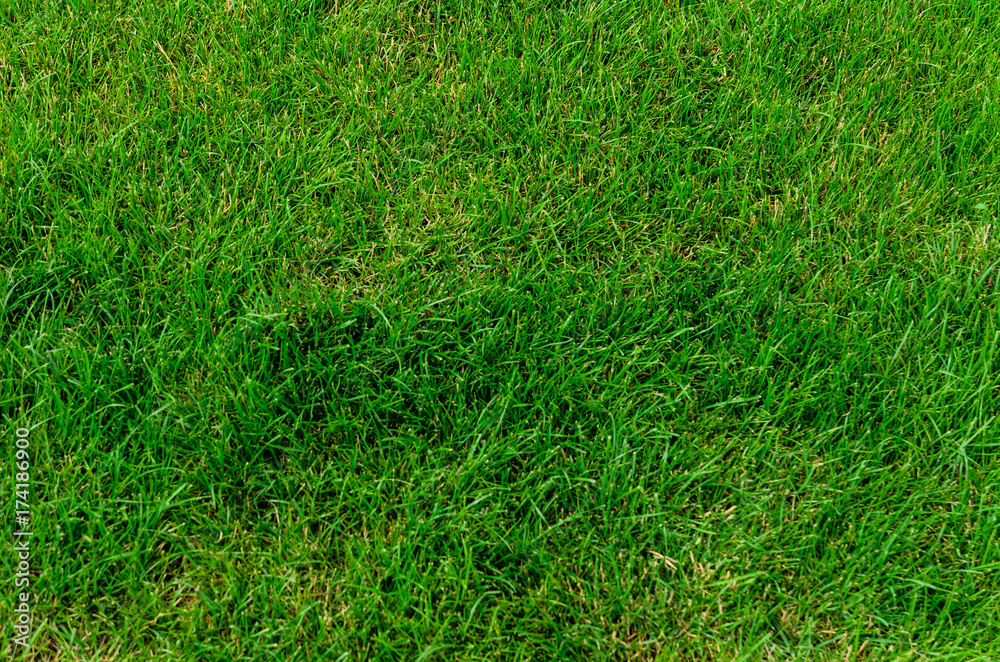 Background of the green grass Background of the green grass