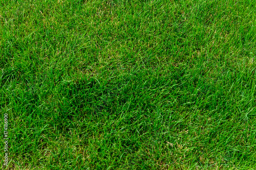 Wallpaper Mural Background of the green grass Torontodigital.ca