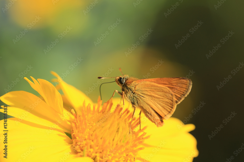 Obraz premium Yellow butterfly on yellow flower and on a blurry gray background